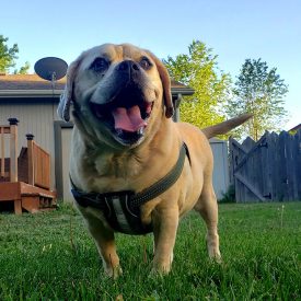 home-check-an-dog-in-yard
